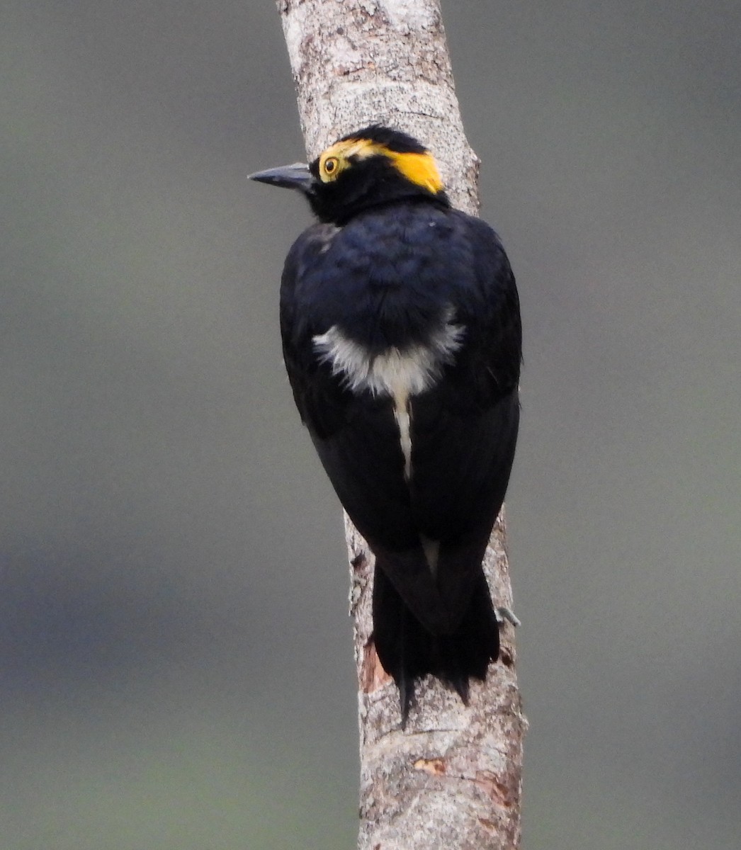 Yellow-tufted Woodpecker - Lauri Taylor