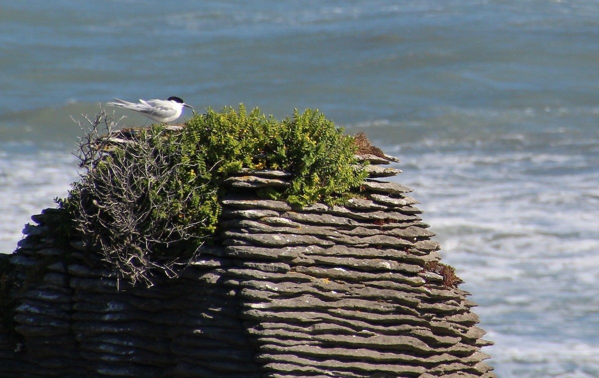 White-fronted Tern - ML139412511