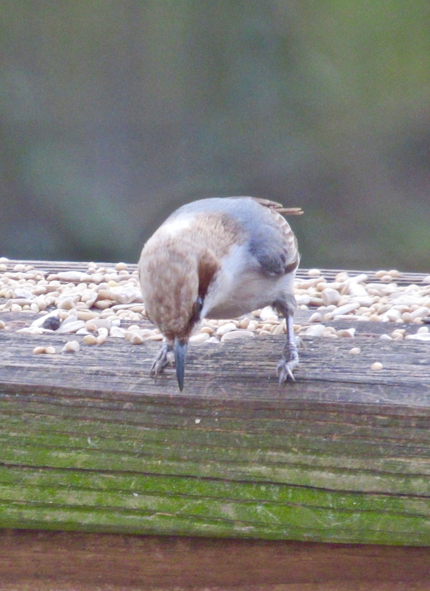 Brown-headed Nuthatch - ML139412781