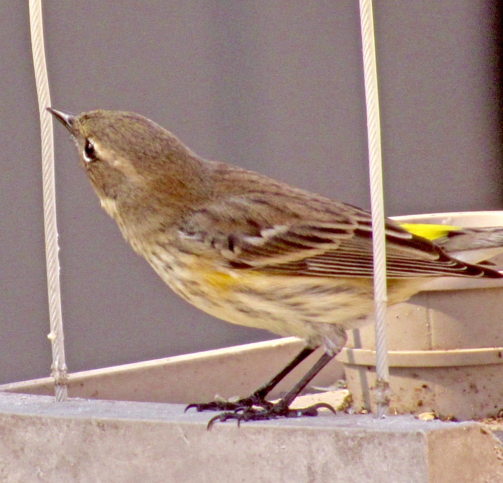 Yellow-rumped Warbler - ML139414641