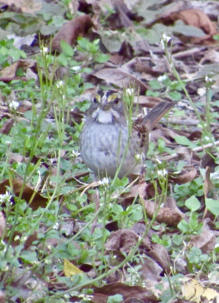 White-throated Sparrow - Elizabeth Gordon