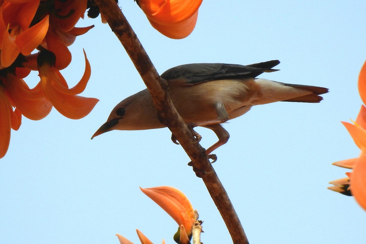 Chestnut-tailed Starling - ML139421321