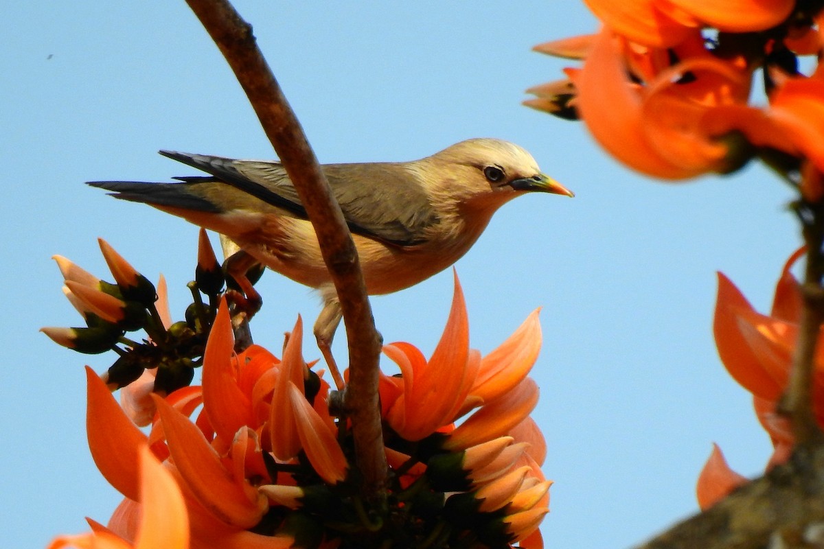 Chestnut-tailed Starling - John Sandve