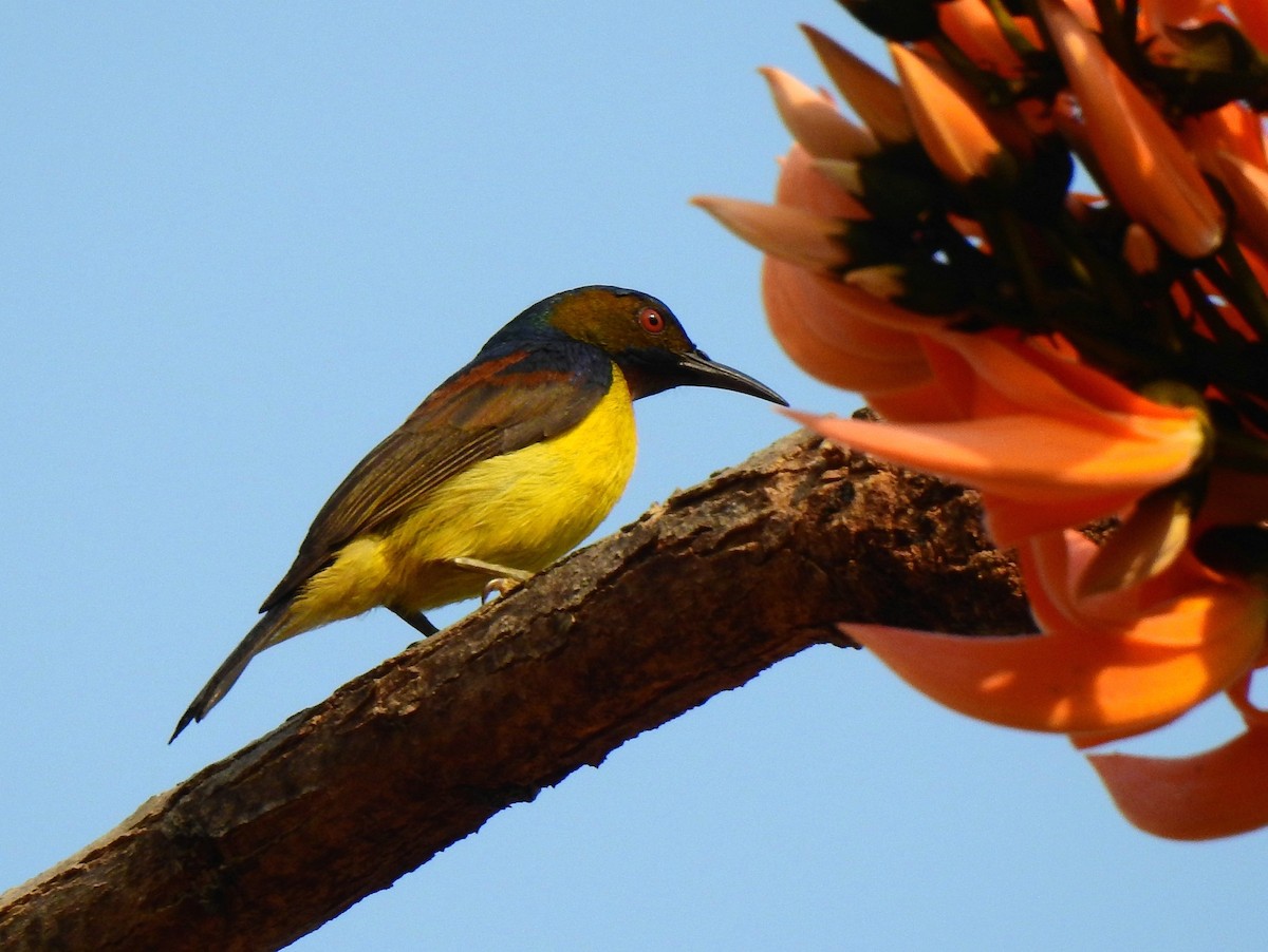 Brown-throated Sunbird - John Sandve