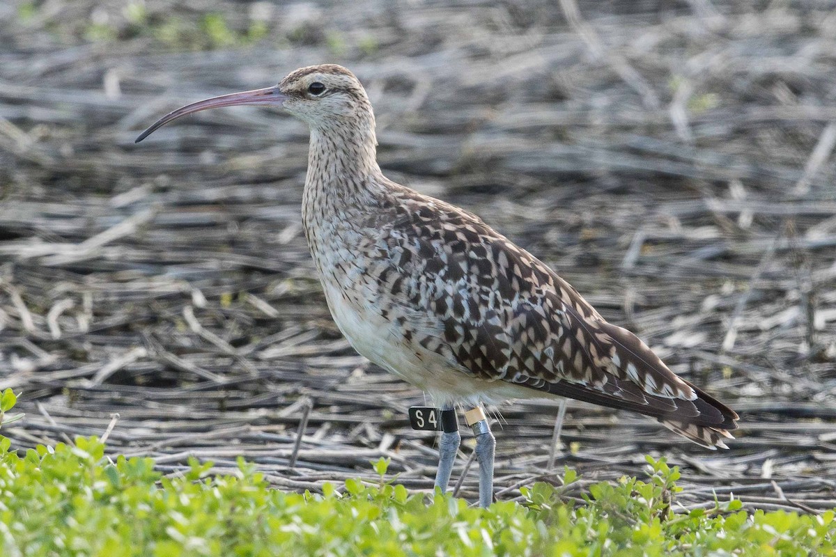 Bristle-thighed Curlew - ML139422991