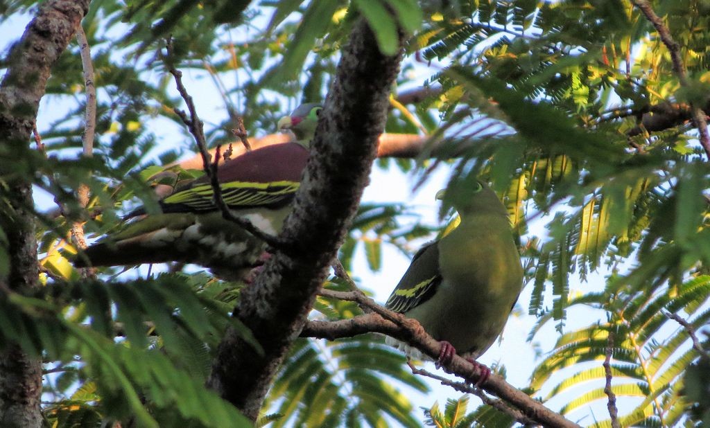 Thick-billed Green-Pigeon - Brian Stone