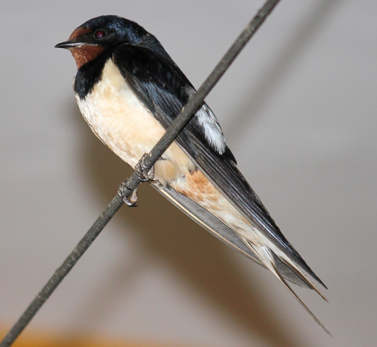 Barn Swallow - VINIT RAU