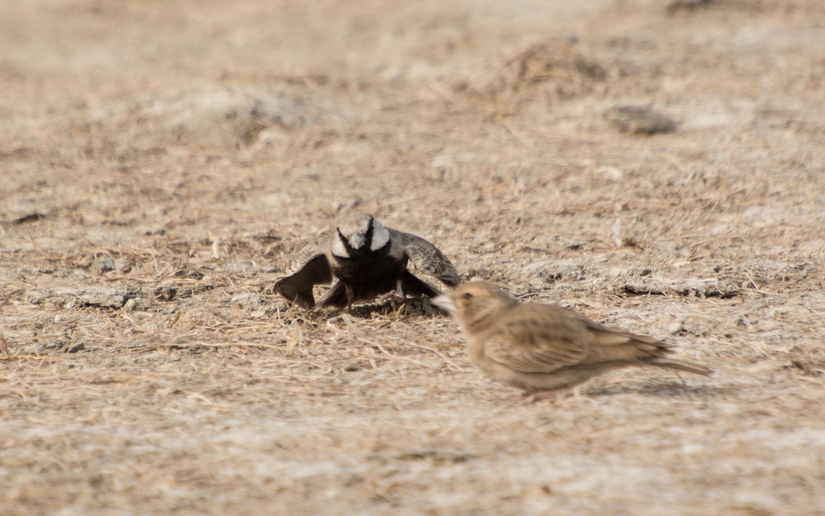 Ashy-crowned Sparrow-Lark - ML139431601