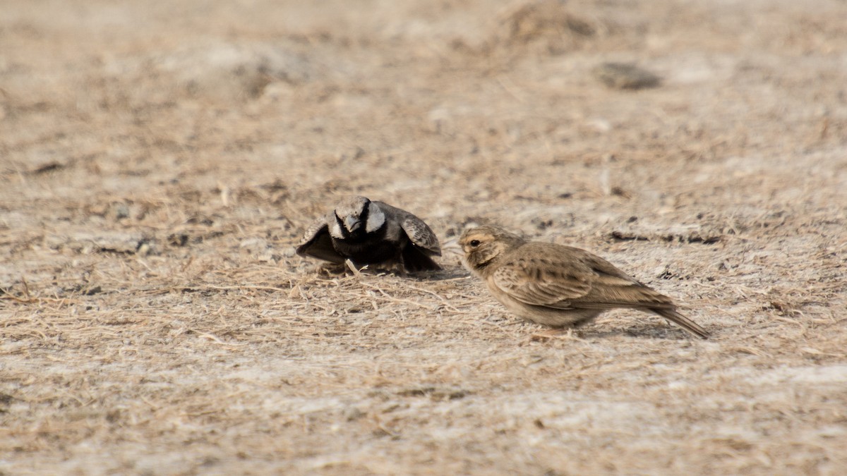 Ashy-crowned Sparrow-Lark - ML139431631