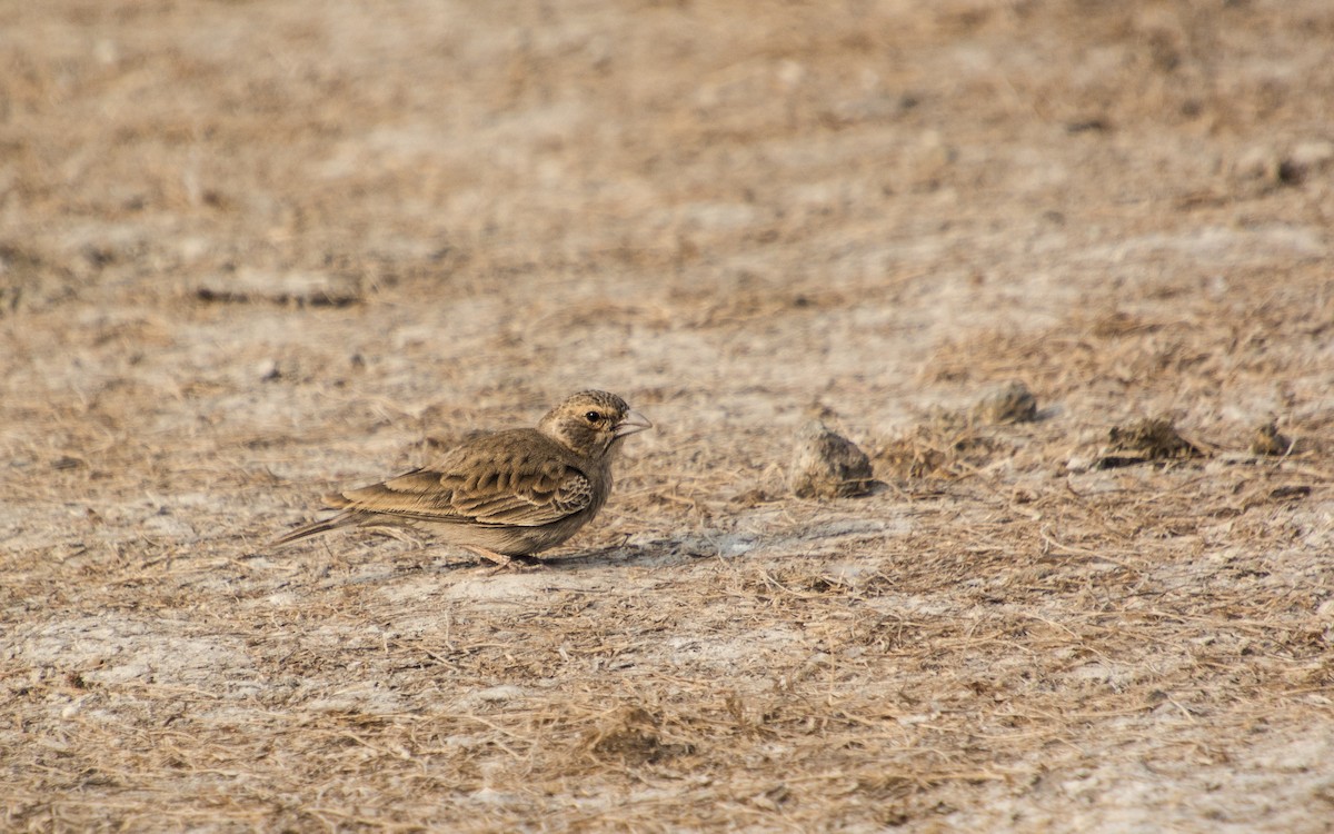 Ashy-crowned Sparrow-Lark - ML139431651