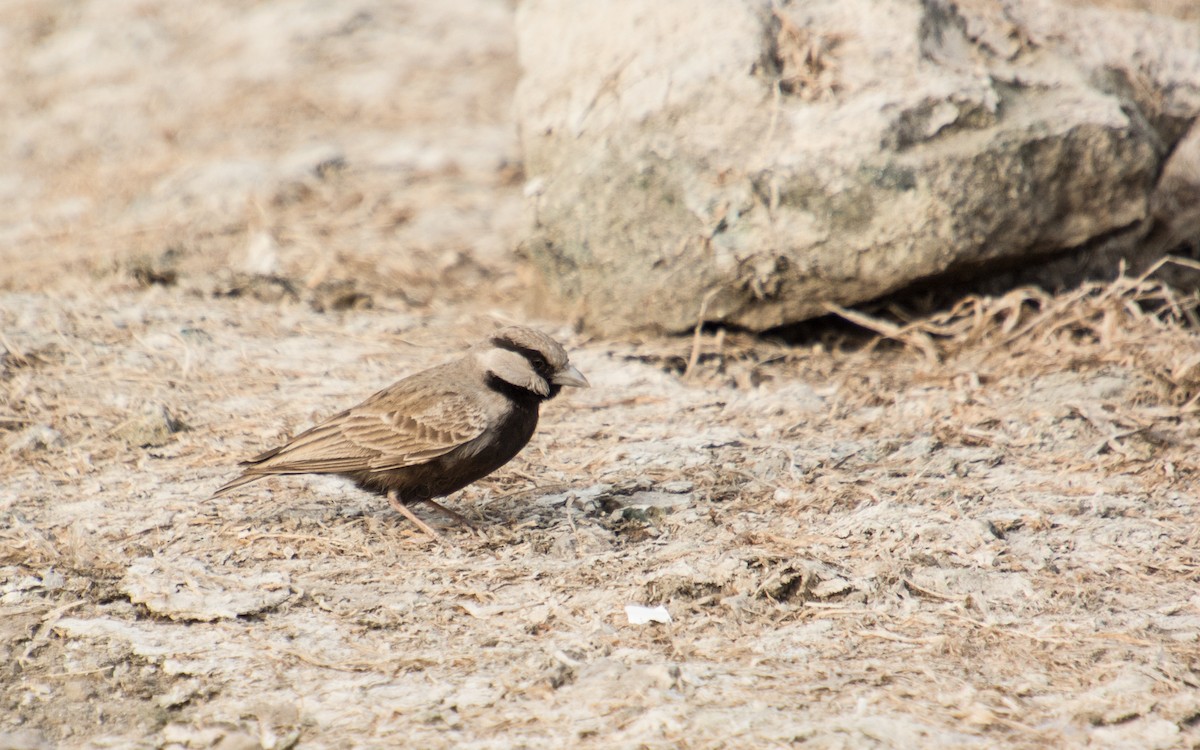 Ashy-crowned Sparrow-Lark - ML139431671
