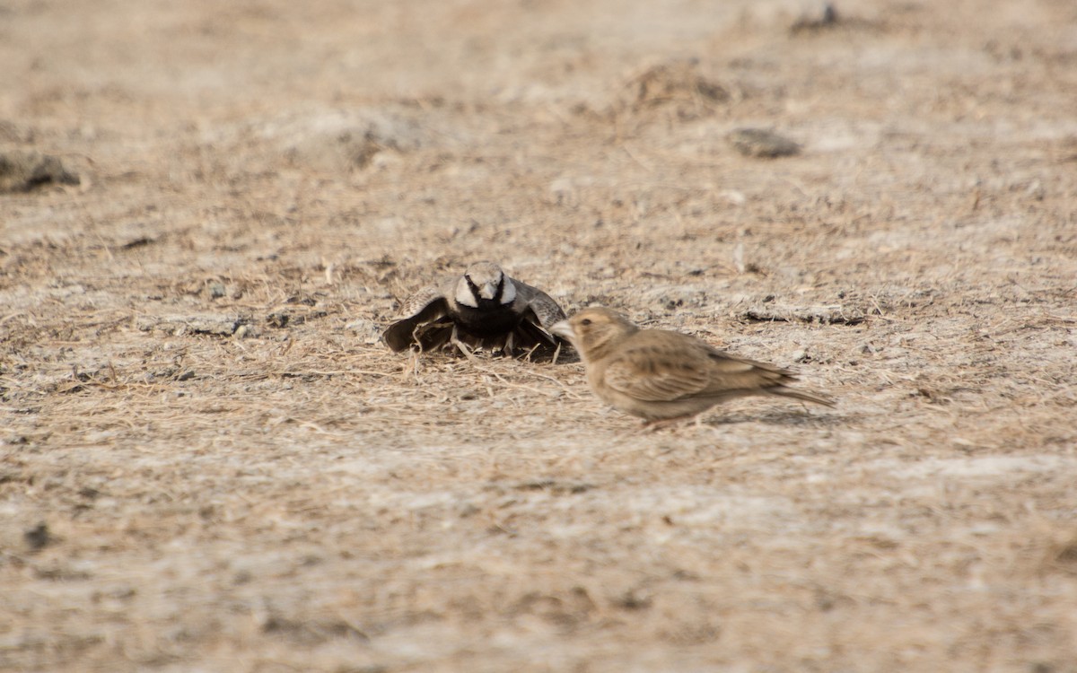 Ashy-crowned Sparrow-Lark - ML139431681