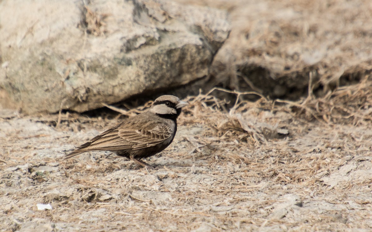 Ashy-crowned Sparrow-Lark - ML139431701