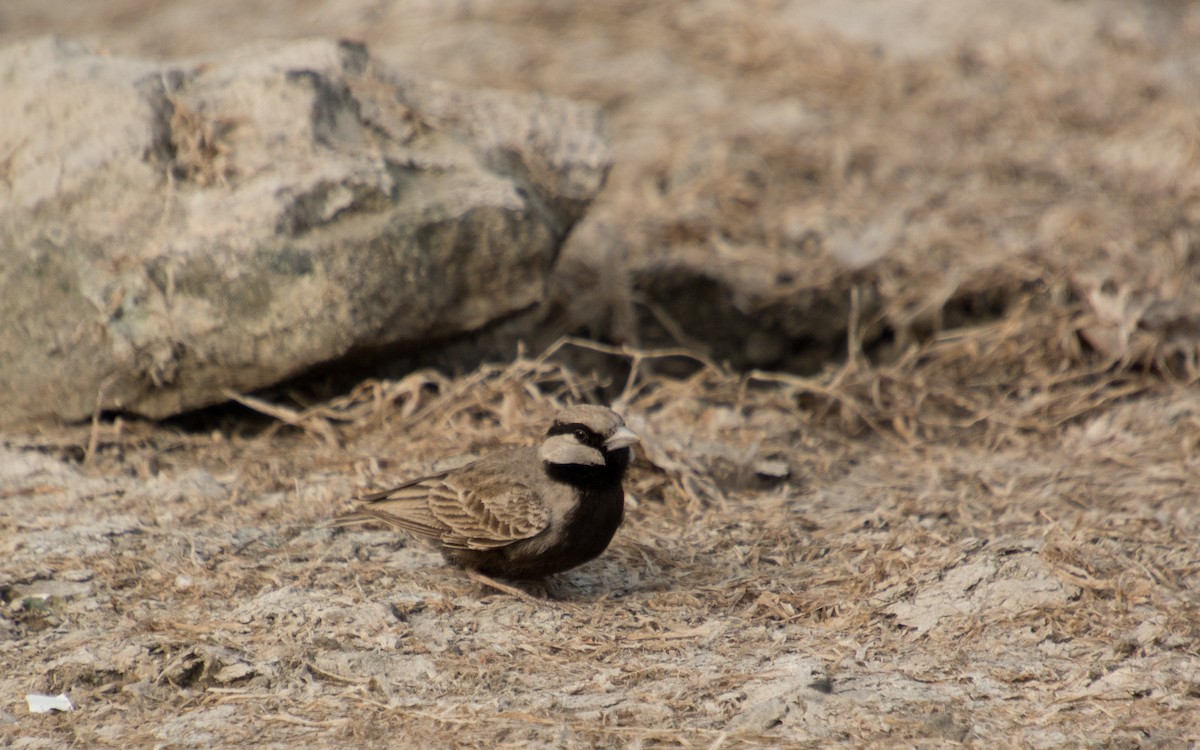 Ashy-crowned Sparrow-Lark - ML139431711
