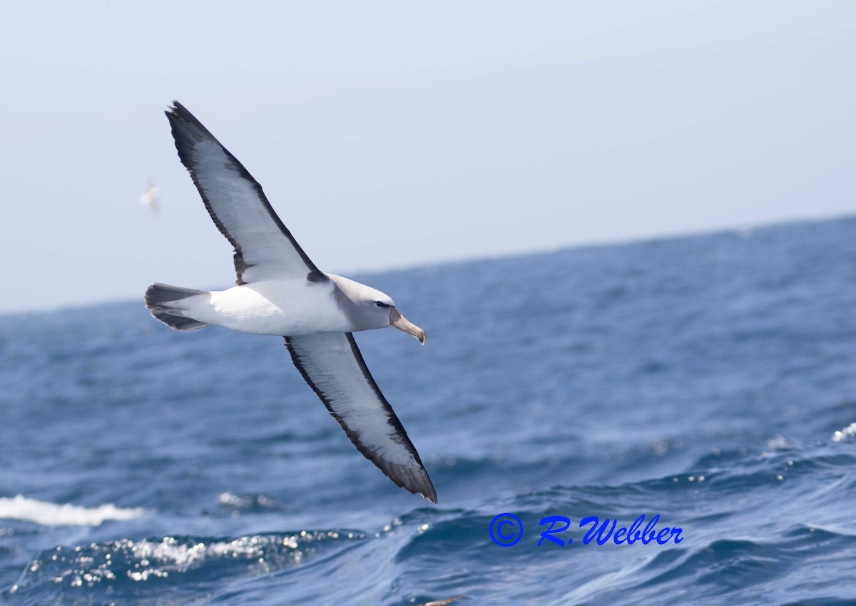 Salvin's Albatross - Richard Webber