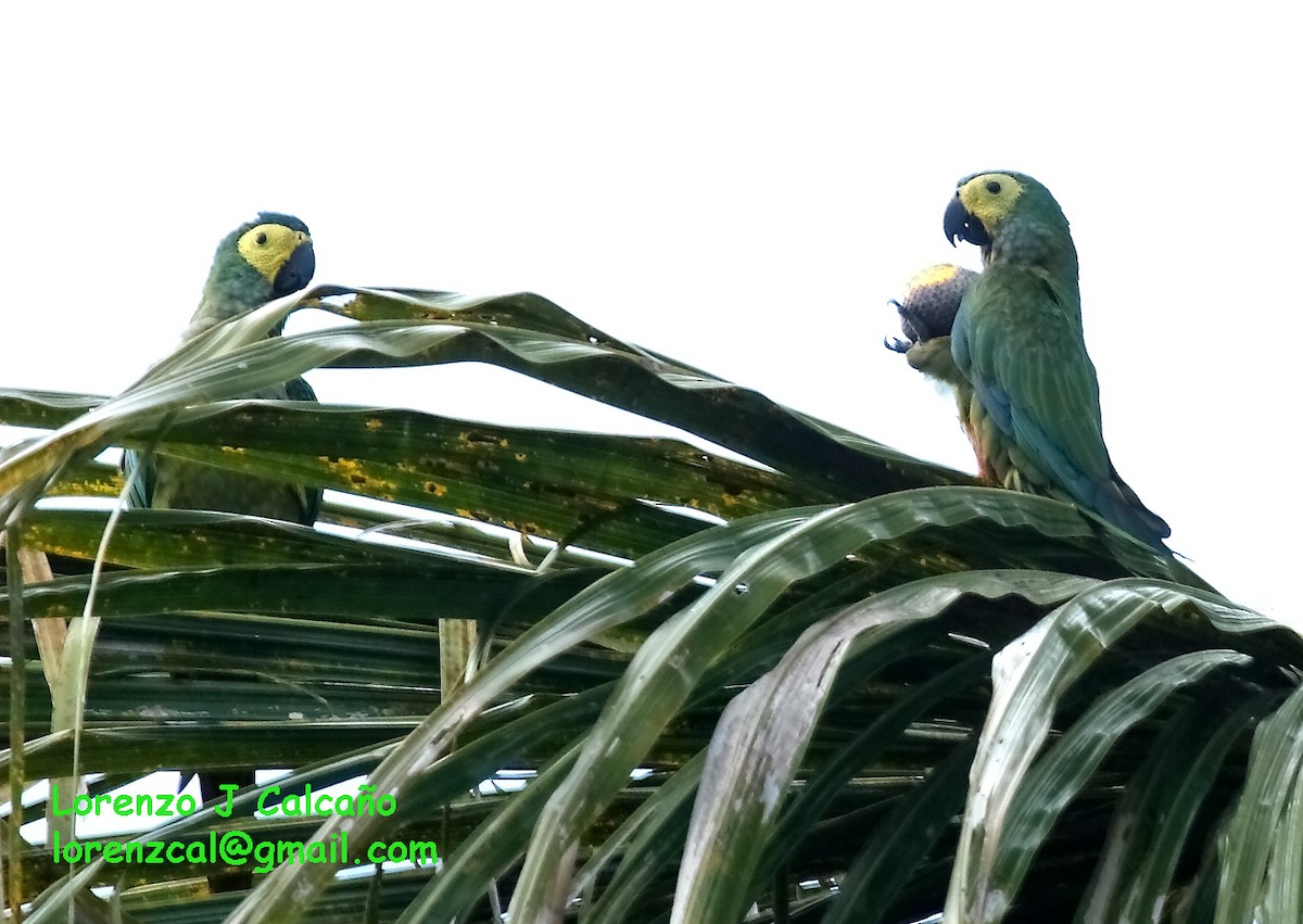 Red-bellied Macaw - Lorenzo Calcaño