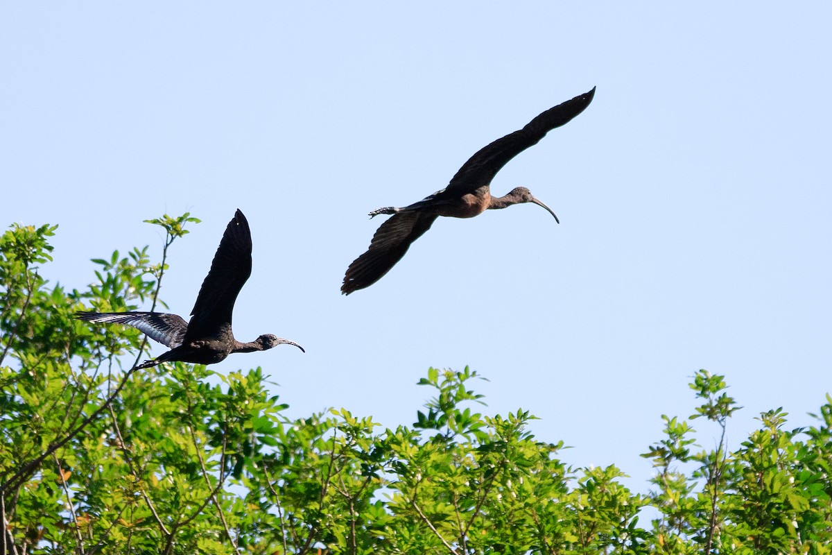 ibis hnědý - ML139434421