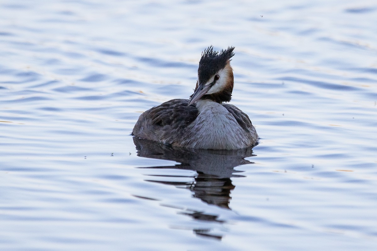 Great Crested Grebe - ML139434431