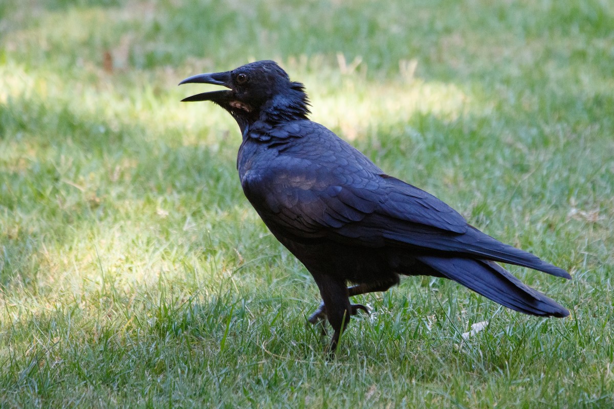 Australian Raven - ML139434661