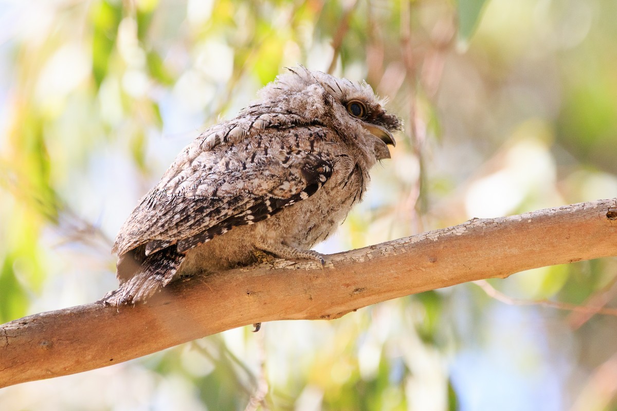 Tawny Frogmouth - Alistair Walsh