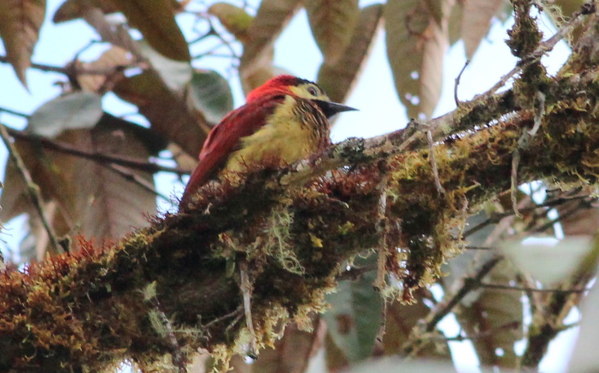 Crimson-mantled Woodpecker - Gary Leavens