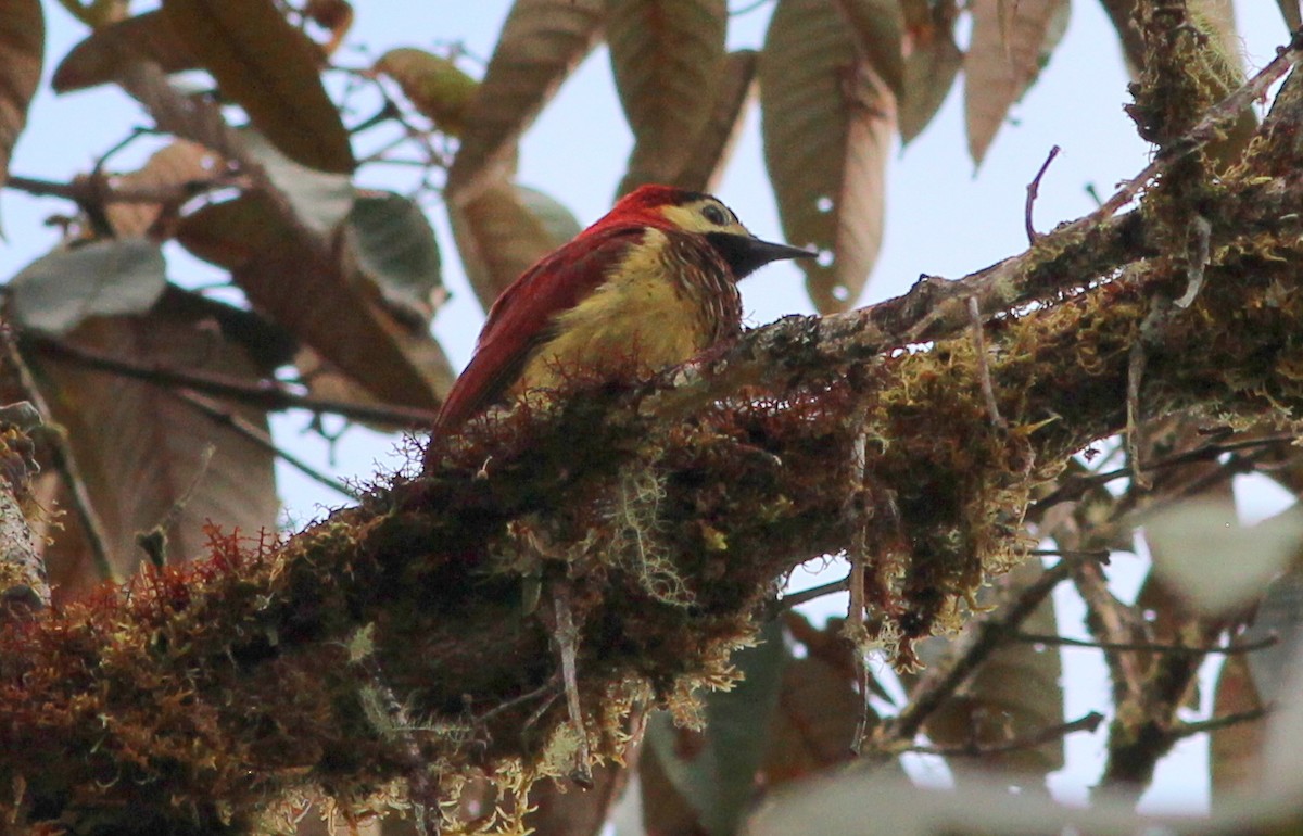Crimson-mantled Woodpecker - Gary Leavens