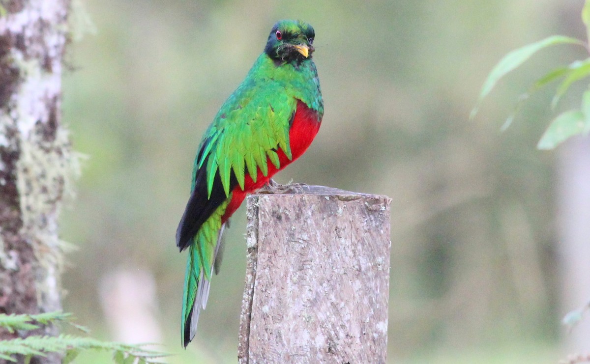 Crested Quetzal - Gary Leavens