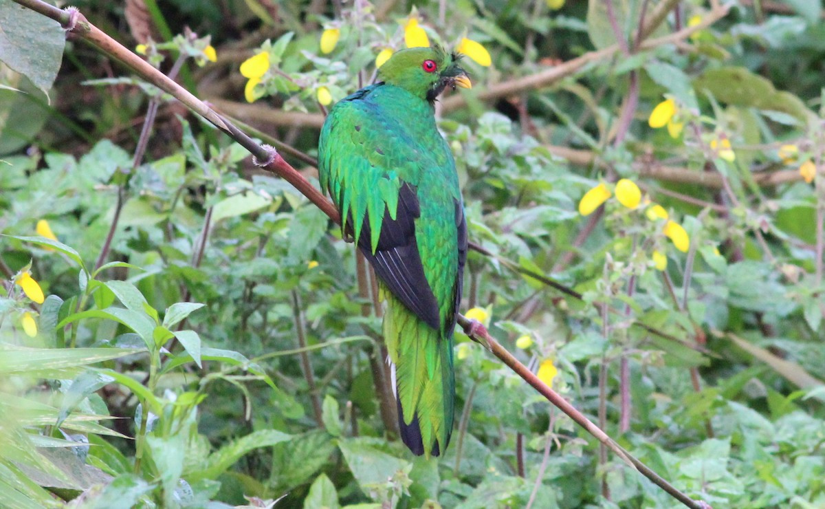 Crested Quetzal - ML139435161
