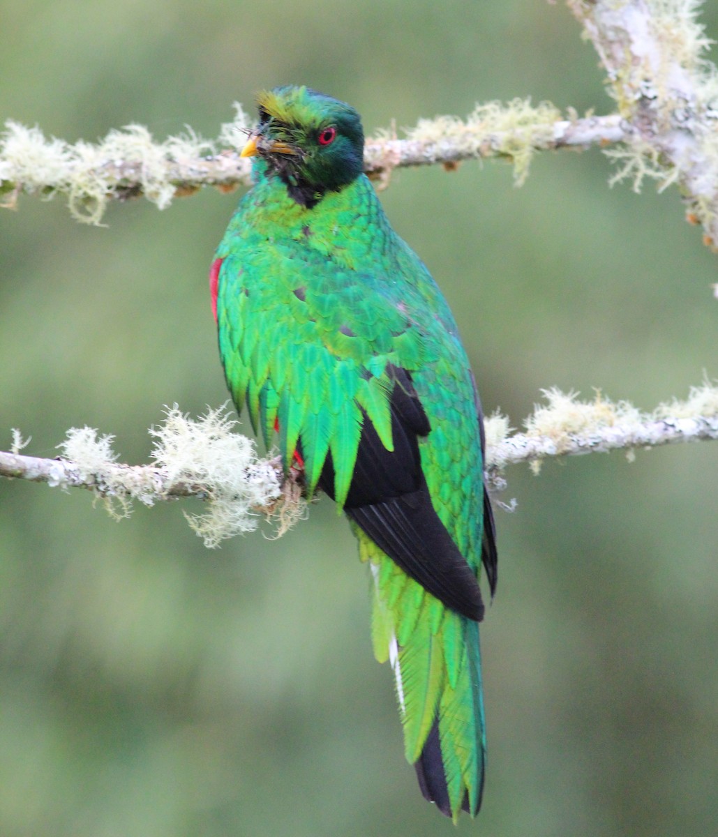 Crested Quetzal - ML139435201