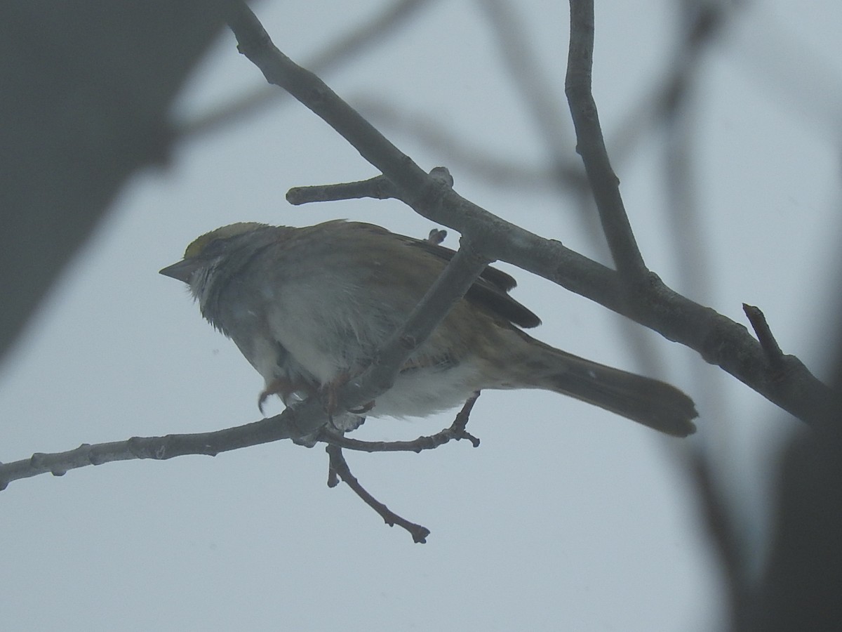 White-throated Sparrow - ML139435511