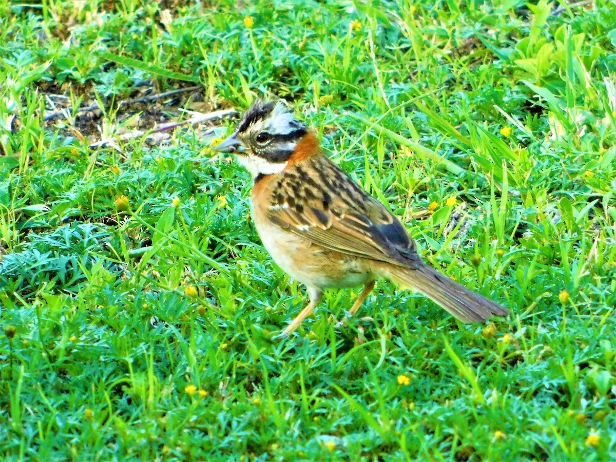 Rufous-collared Sparrow - ML139436471