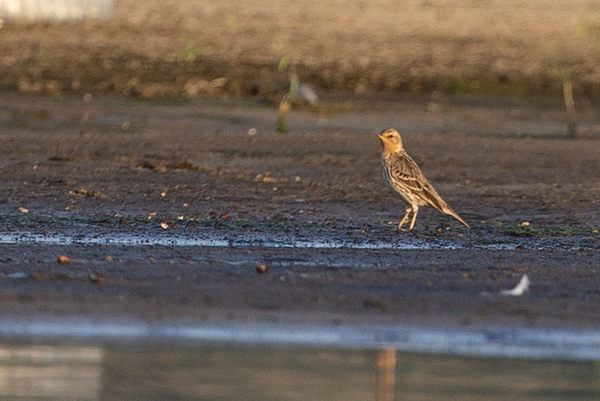Red-throated Pipit - Robert Tizard