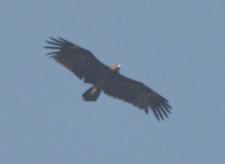 Greater Spotted Eagle - Hareesha AS