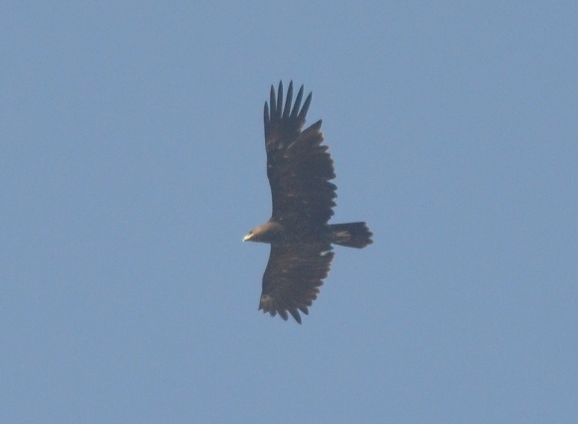 Greater Spotted Eagle - ML139438991