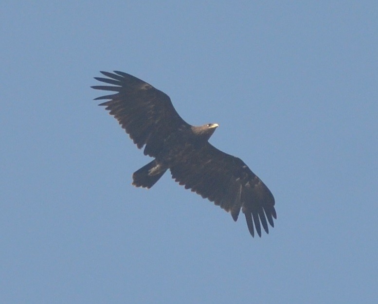 Greater Spotted Eagle - ML139439001