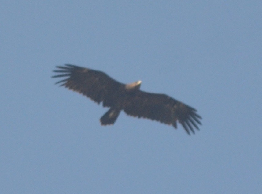 Greater Spotted Eagle - ML139439011