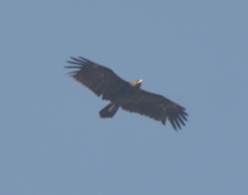 Greater Spotted Eagle - ML139439021