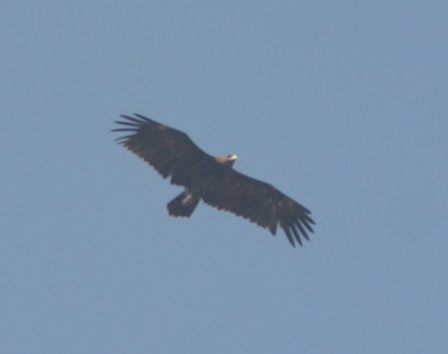 Greater Spotted Eagle - Hareesha AS