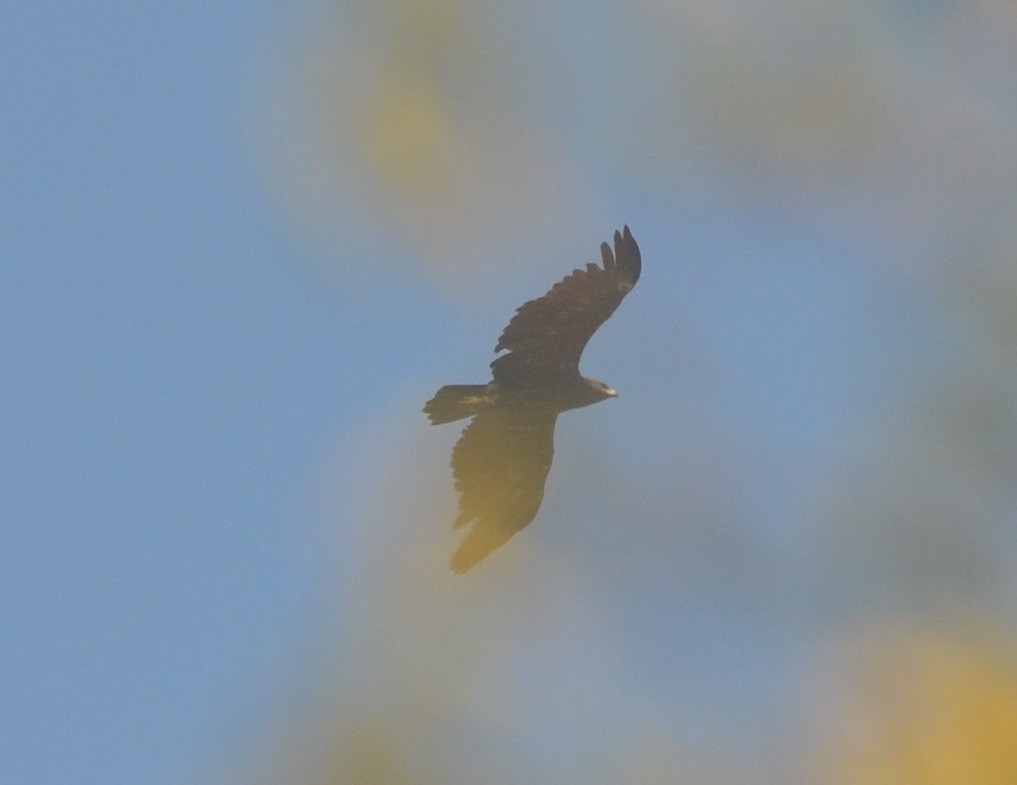 Greater Spotted Eagle - ML139439041