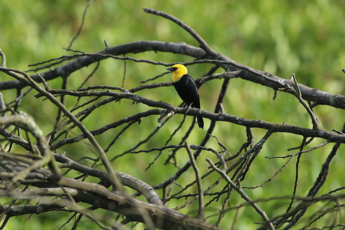 Yellow-hooded Blackbird - Edward  Brinkley
