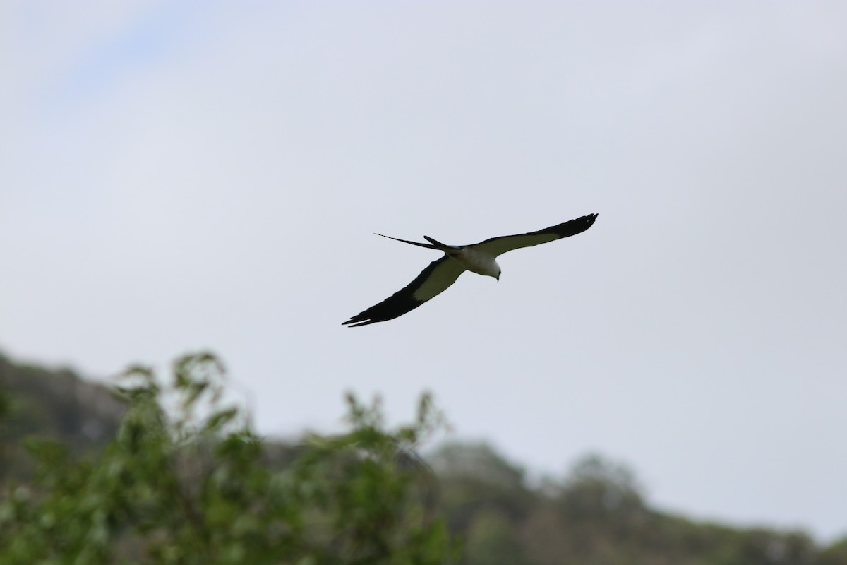 Swallow-tailed Kite - ML139439491