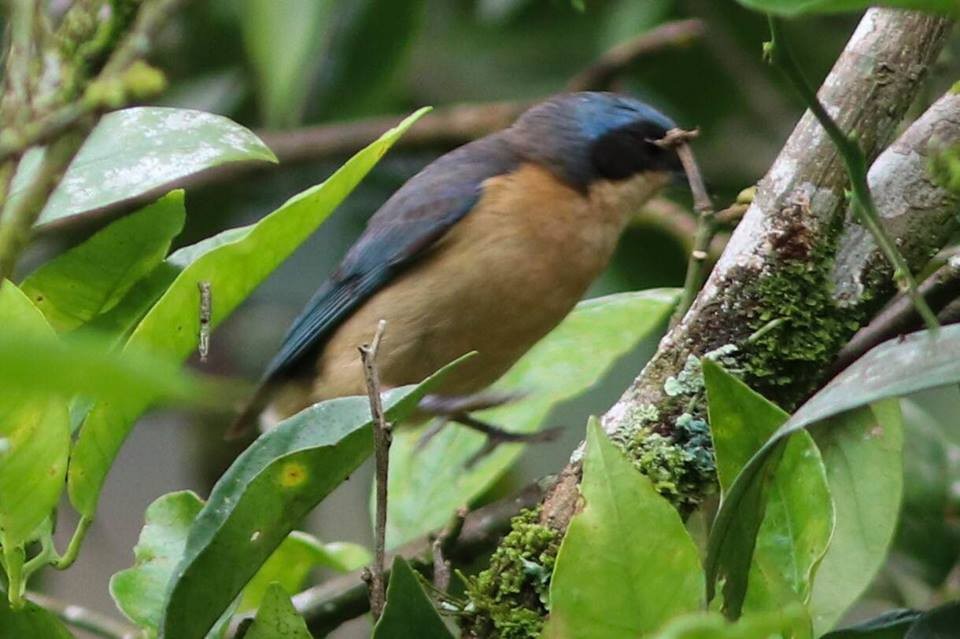 Fawn-breasted Tanager - ML139440191