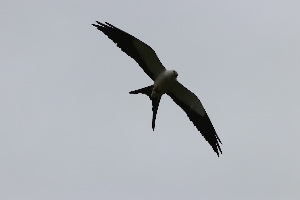 Swallow-tailed Kite - ML139440411