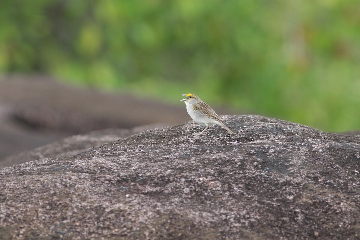 Yellow-browed Sparrow - Edward  Brinkley