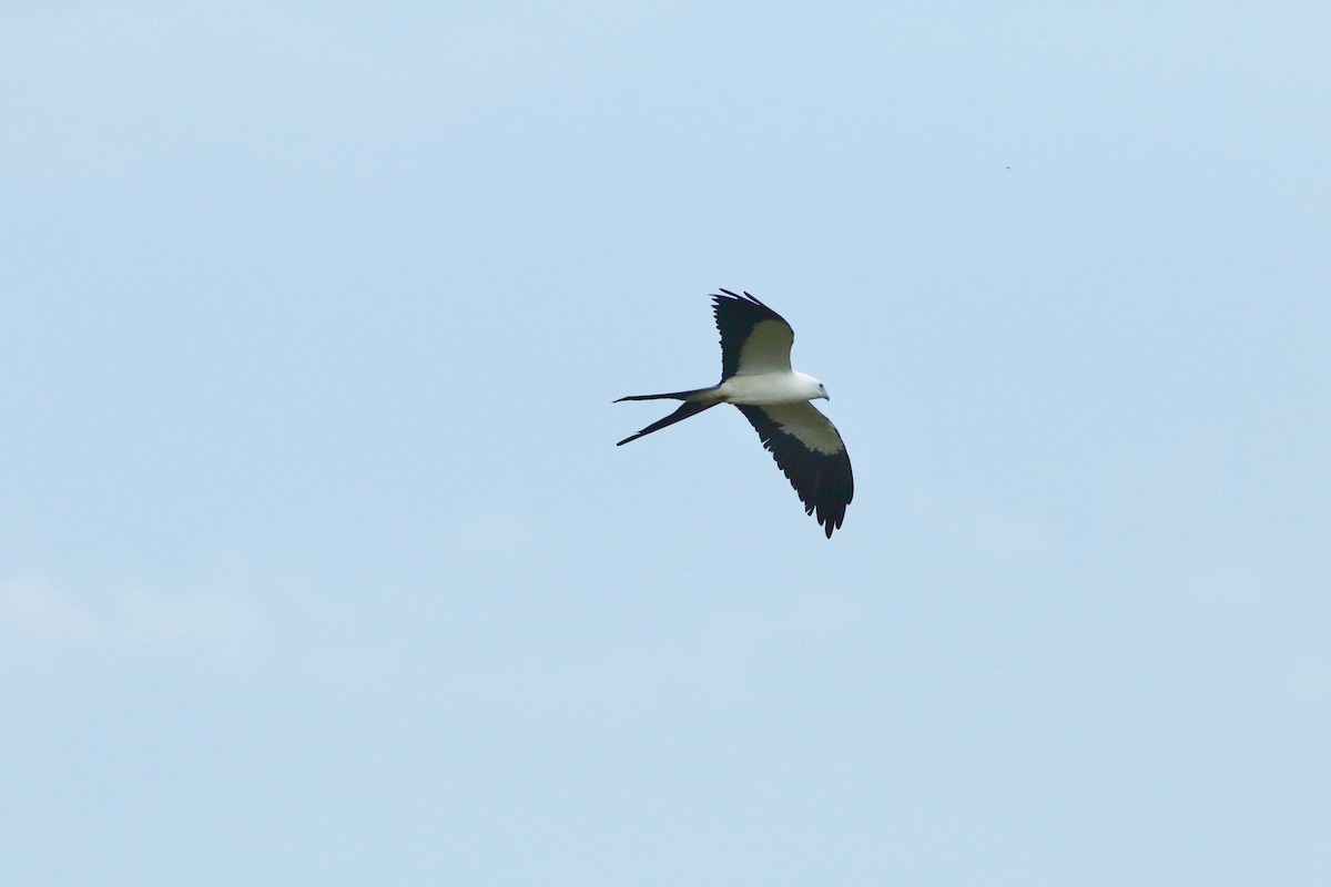 Swallow-tailed Kite - Edward  Brinkley