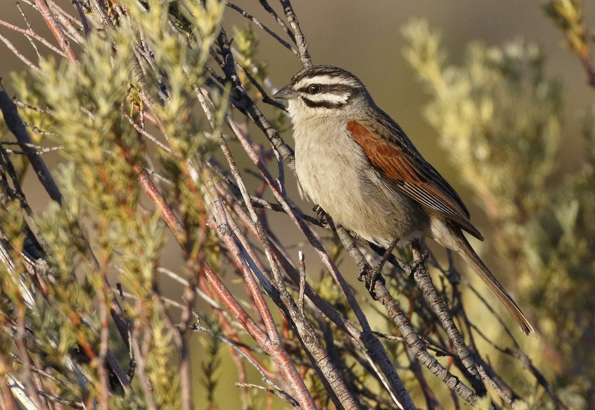Cape Bunting - Dave Curtis