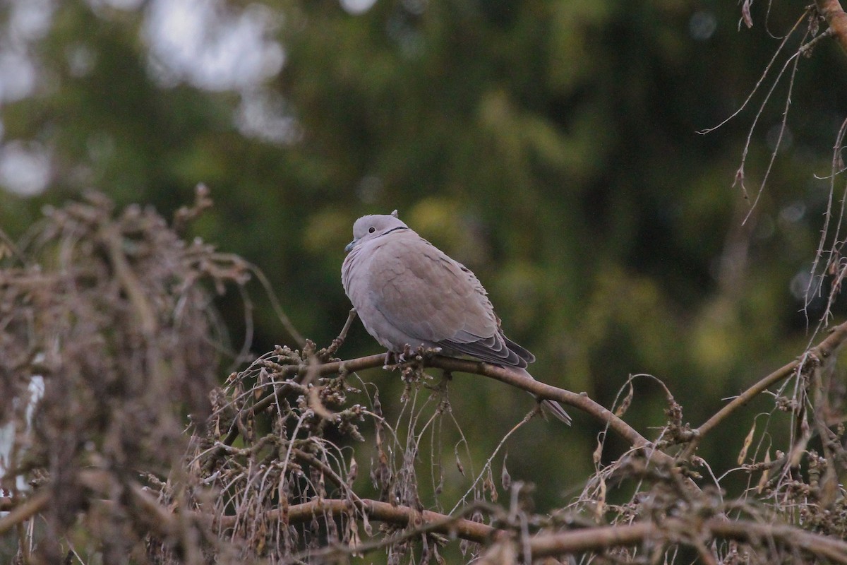 Eurasian Collared-Dove - Martin H. Horny