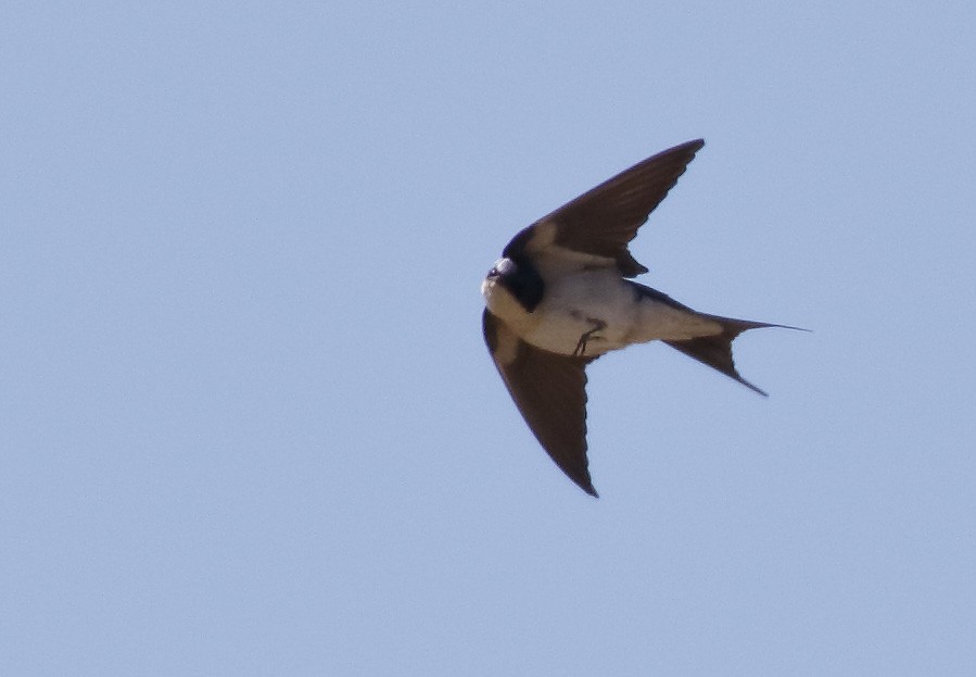 Pearl-breasted Swallow - ML139450431