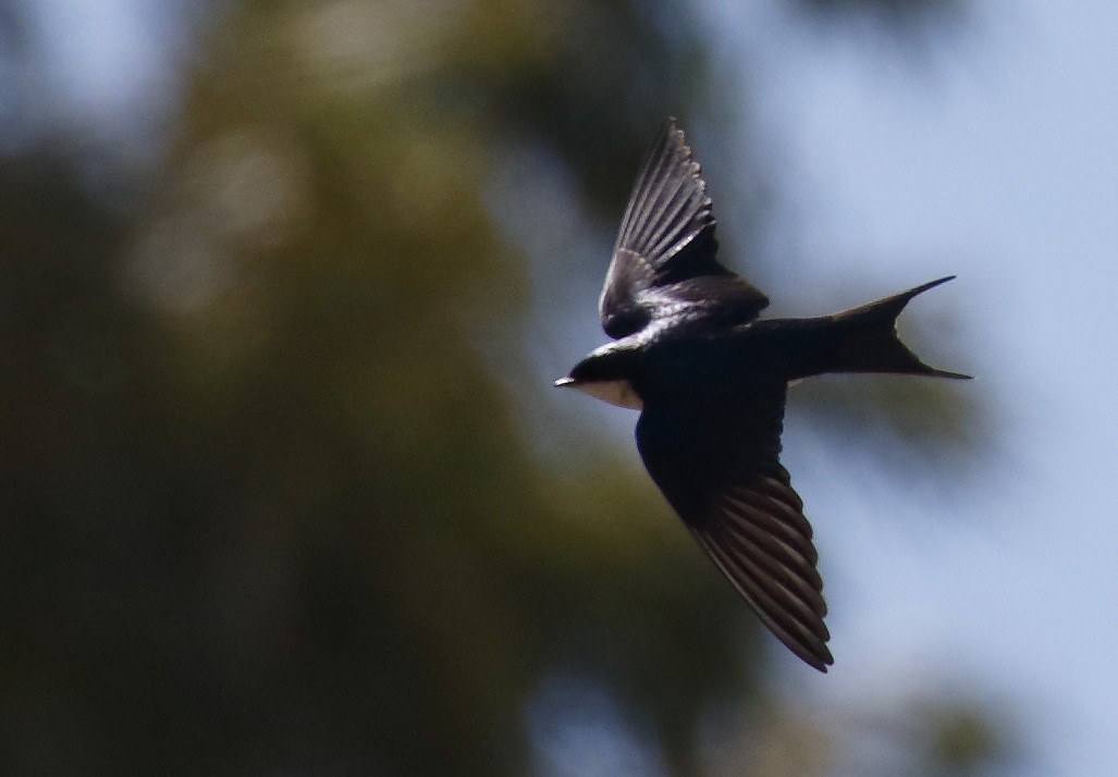 Pearl-breasted Swallow - ML139450441