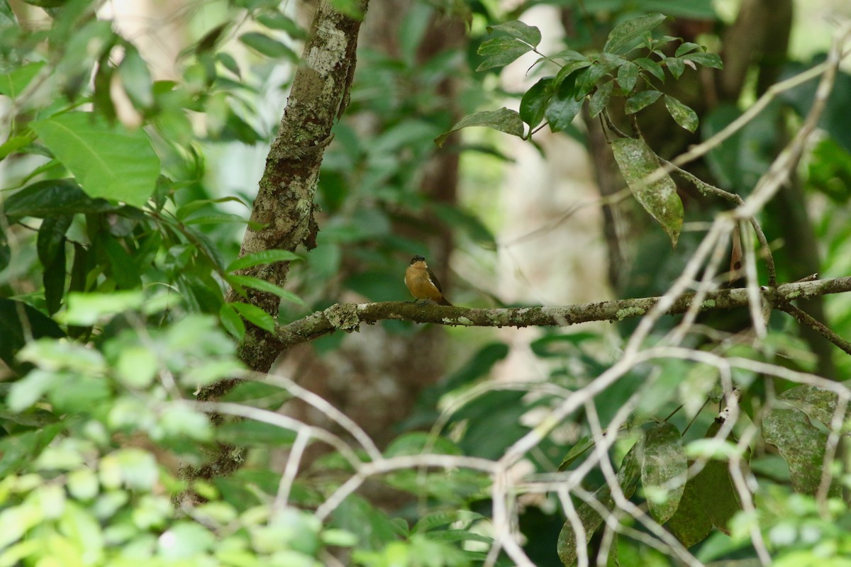 Fulvous-crested Tanager - ML139451581